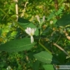Lonicera minutiflora -- Heckenkirsche